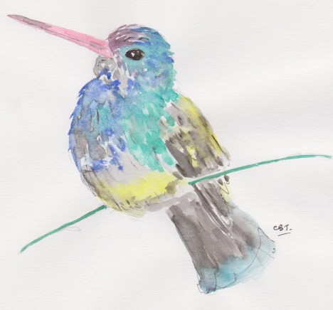 hummingbird