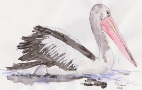 pelican 001