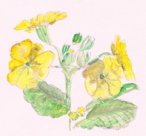 primroses 001